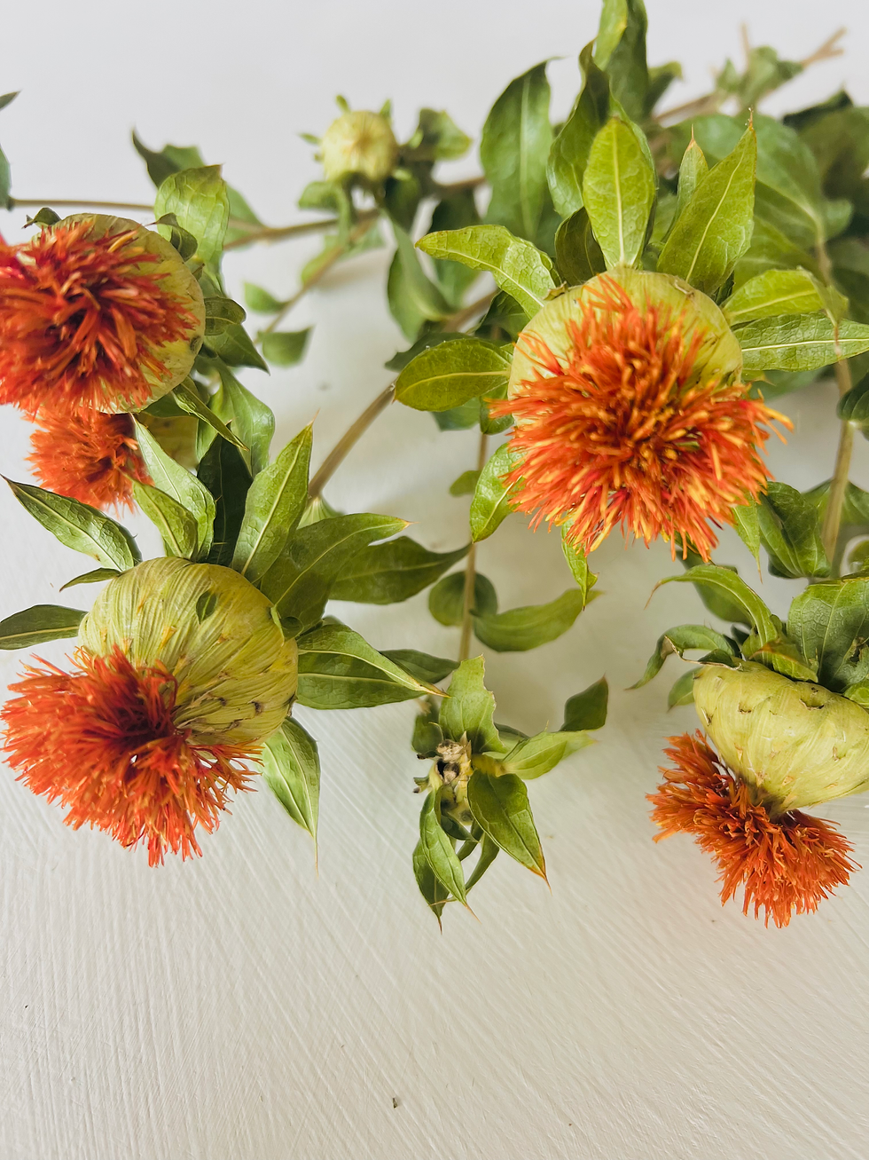 Carthamus tinctorius/Saffron Thistle, 20-25cm 5 stems, 5 heads