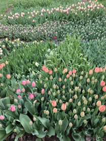 tulip bed.jpg