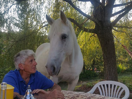 La Médiation Equine, un ressourcement avec le Cheval