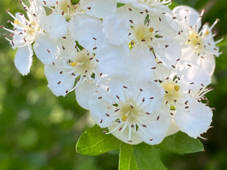 -Hawthorn Magic-