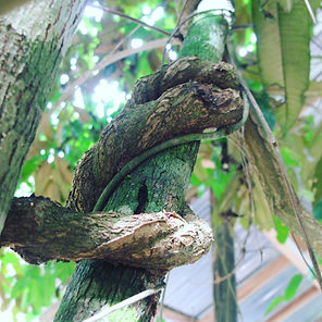 Vine cool shot.JPG