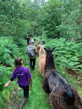 Llama Trek