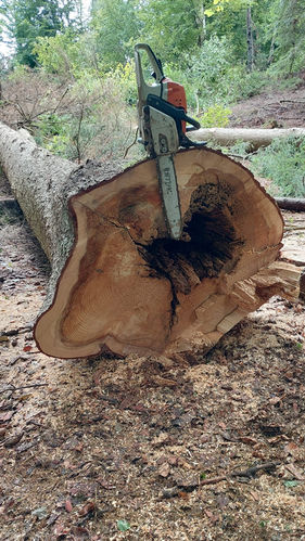 Schadholz Aufarbeitung