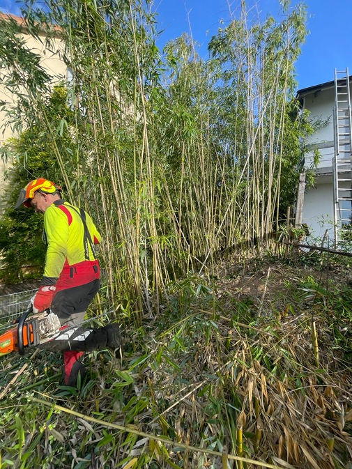 Bambus entfernen