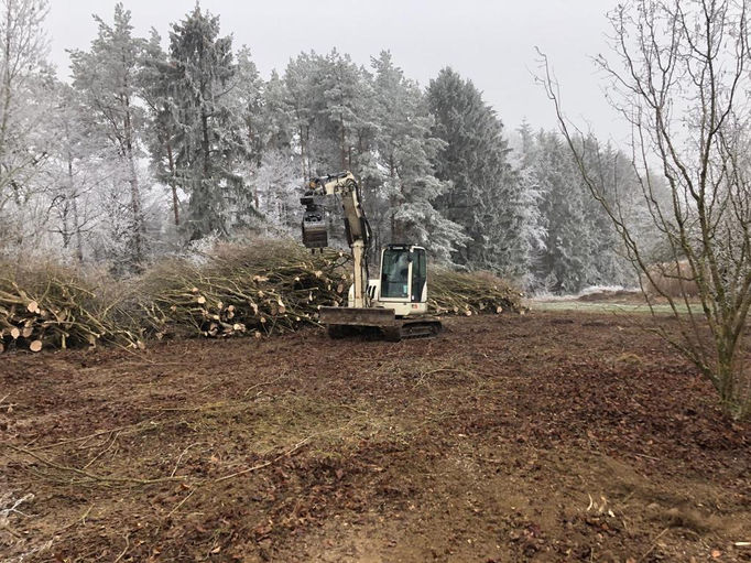 Baum-Plantagen Entfernung