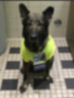 Thumbnail: Service Dog Intro