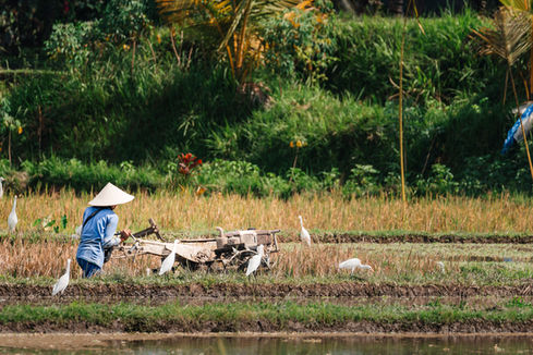 Locals, Indonesia, Bali, Lombok, Gili, Java, whale shark, Nusa Penida, Ricefields, Vulcano, temple, nature, waterfall, sea
