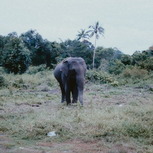 Koh Chang, Elephant Island, Thailand, Beautiful destinations, Beach, Strand, Fishes, Waterfall, swing, market, bikes