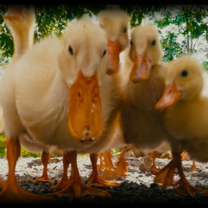 Ducklings