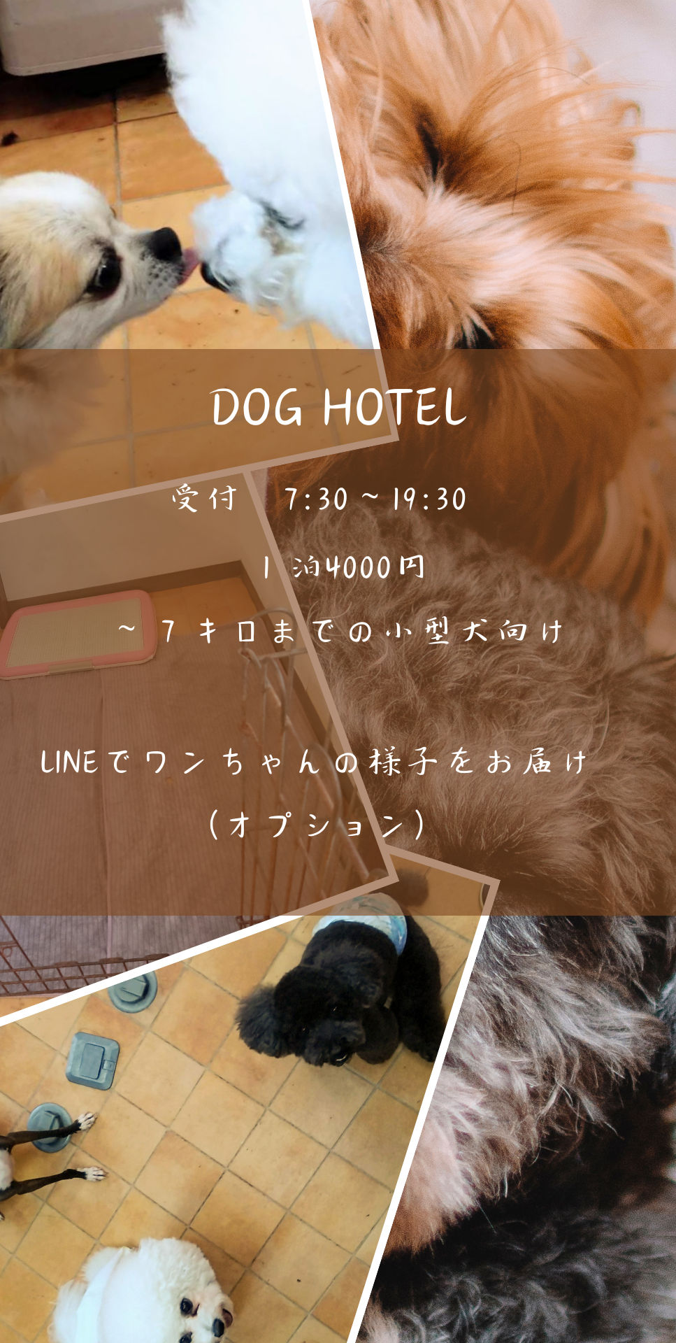 フラッグテール春日井 ペットホテル 受付7:30~19:30 1泊4000円 小型犬向け