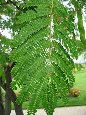 Albizia_julibrissin_leaves_01_by_Line1