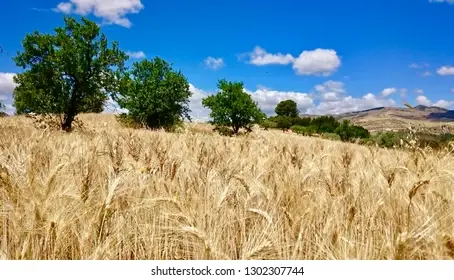 Ancient Grains or Modern Grains?