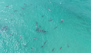 DJI_20250318141738_0430_D.JPG