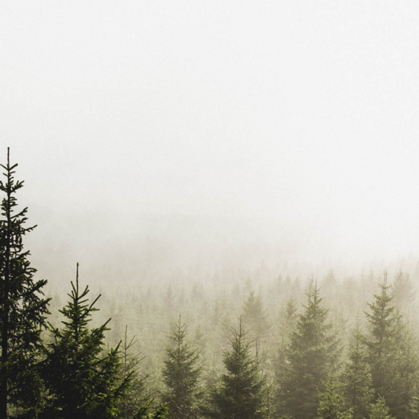 Pine trees.png