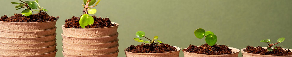 Nursery Plants_edited_edited.jpg