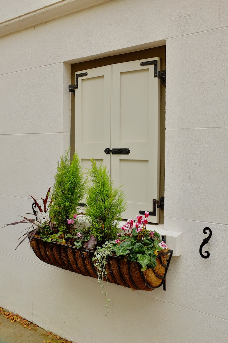 window box with summer flowers and lemon cypress