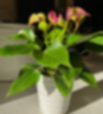anthurium plant in white pot