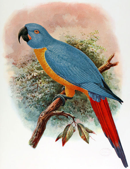 Red-tailed Macaw - Nicole Nigro