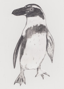Galapagos Penguin by Chelsea Brown - Seattle, Washington, USA