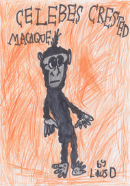 Linus' Celebes Crested Macaque by Linus Duff (9 years old) - Edinburgh, Scotland