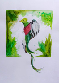 Quetzal by Aileen Samantha Hernandez - Mexico
