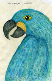 Guacamayo Glauco by Alma Luna - Mexico/Spain