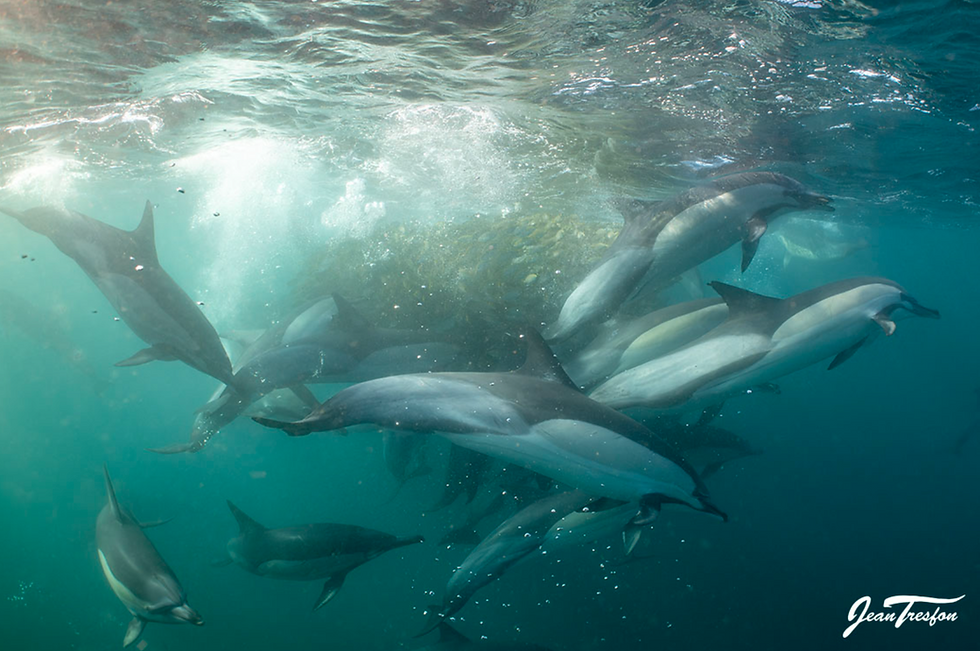 Sardine Run Animal Ocean South Africa