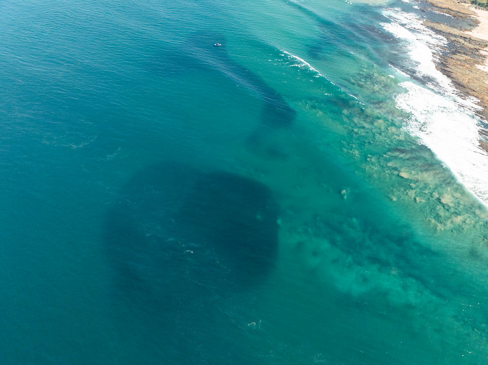 Animal Ocean’s 2026 Sardine Run on South Africa’s Wild Coast, featuring huge sardine shoals, common and bottlenose dolphins, Cape gannets, sharks, tuna, manta rays and migrating humpback whales in unusually warm, clear Agulhas Current water off Mdumbi.