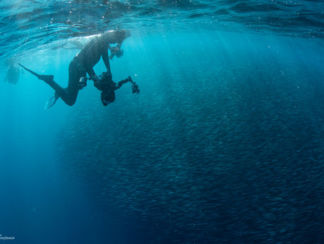 Sardine Run Animal Ocean