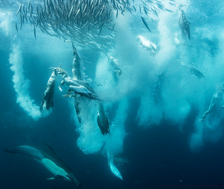 Baitball Animal Ocean Sardine Run
