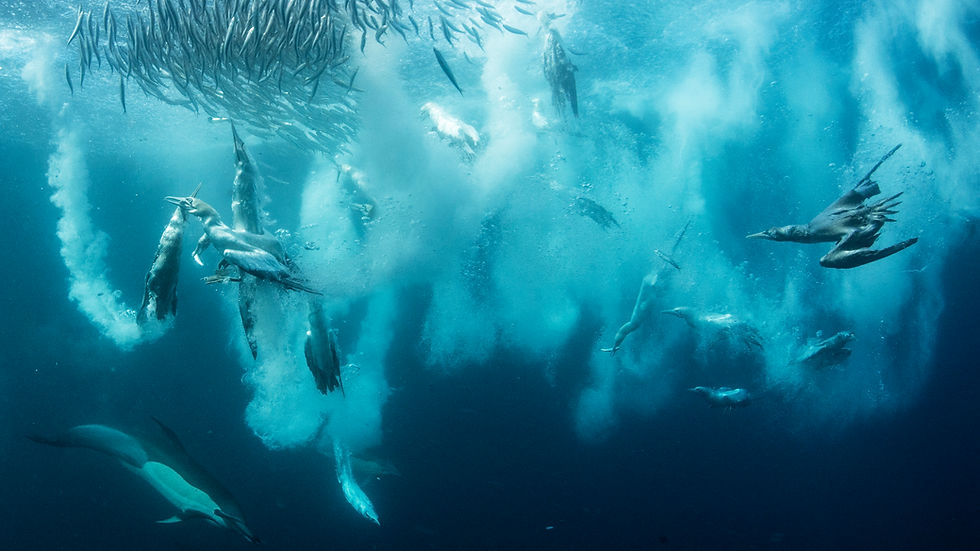 Underwater South African Sardine Run baitball with dolphins, sharks and Cape gannets feeding on sardines off the Wild Coast.