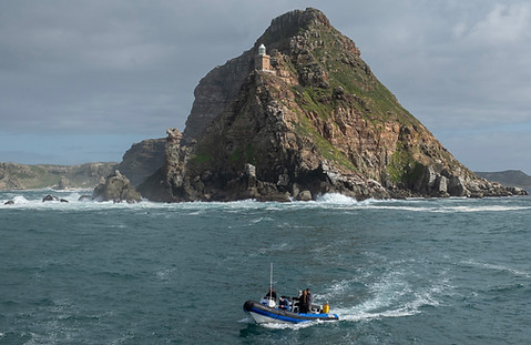 Cape Point Animal Ocean Safari Steve Benjamin