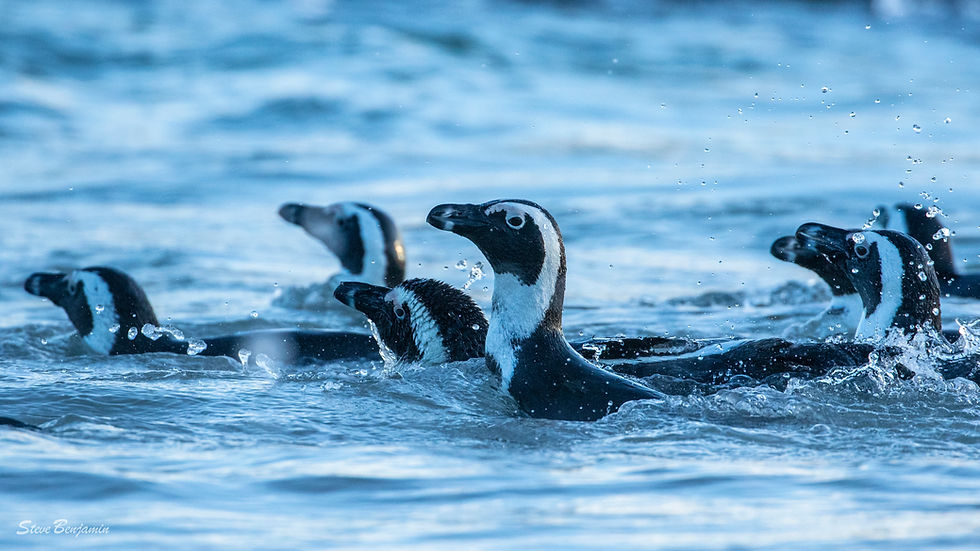 Ocean Safari wildlife species list in Cape Town featuring dolphins, seals, whales, seabirds, sharks, kelp forest animals, and rare marine life recorded by Animal Ocean in Table Mountain National Park.
