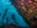 OceanSafari00016.jpg
