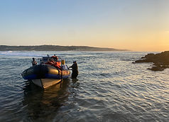 Animal Ocean Sardine Run