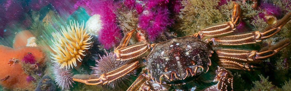 Animal Ocean Safari Cape Town