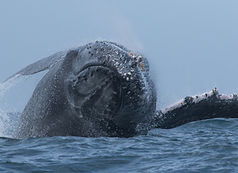 Ballena jorobada saltando Animal Océano Sardina Corre