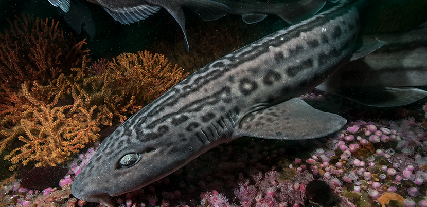 Tiburón leopardo Steve Benjmain