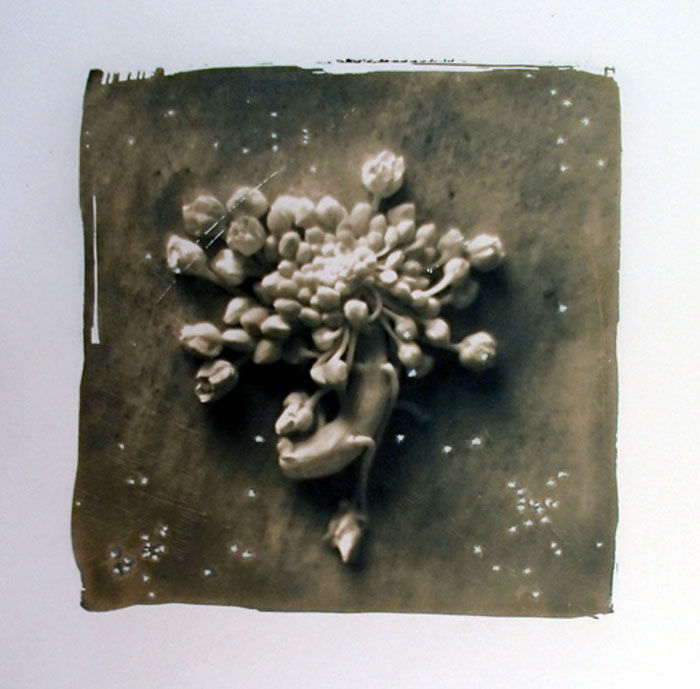 Anne Barroil - cyanotype