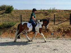 Podge trot