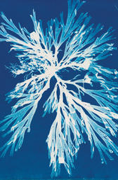 ANNA ATKINS (UK)
