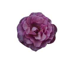 flower 2.png