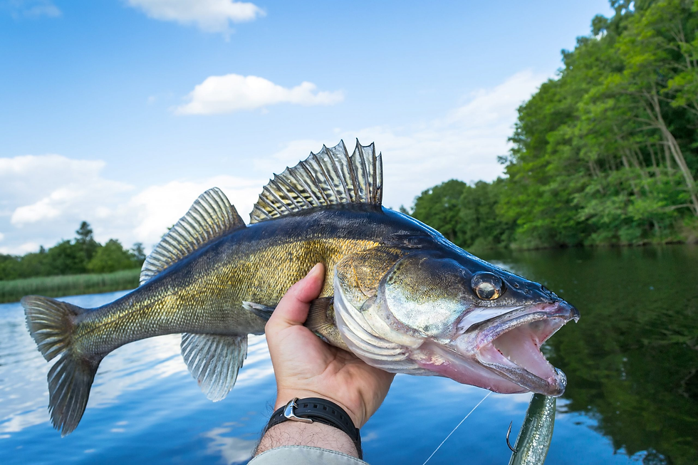 Walleye Fishing in Alexandria MN