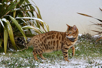 femelle bengal Hypnotic Bengal Jaipur d'Angonnes