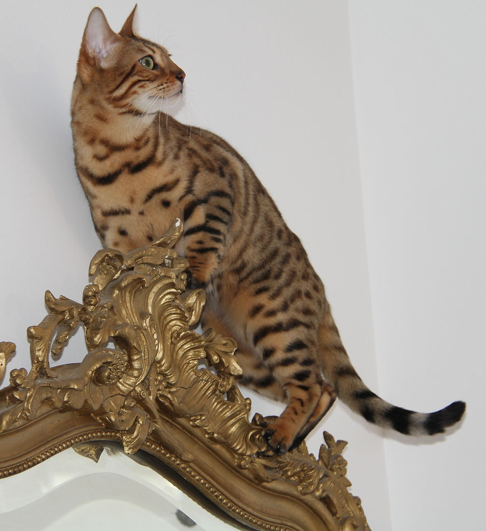 bengal song Illicite d'Angonnes