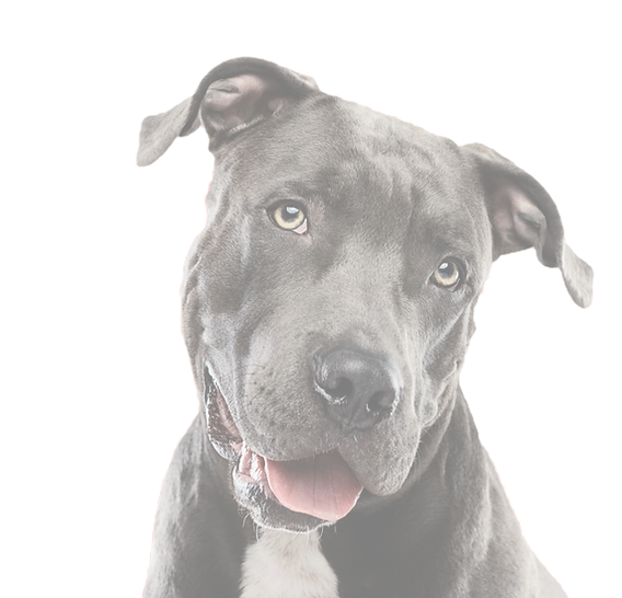 Friendly Gray Dog_edited_edited.png