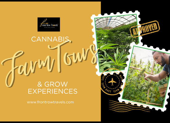 From Seed to Soul: Why a Cannabis Farm Tour Should Be on Every Traveler's Bucket List