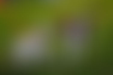 Ladrones de coche apuntan a parque de perros en Sarasota