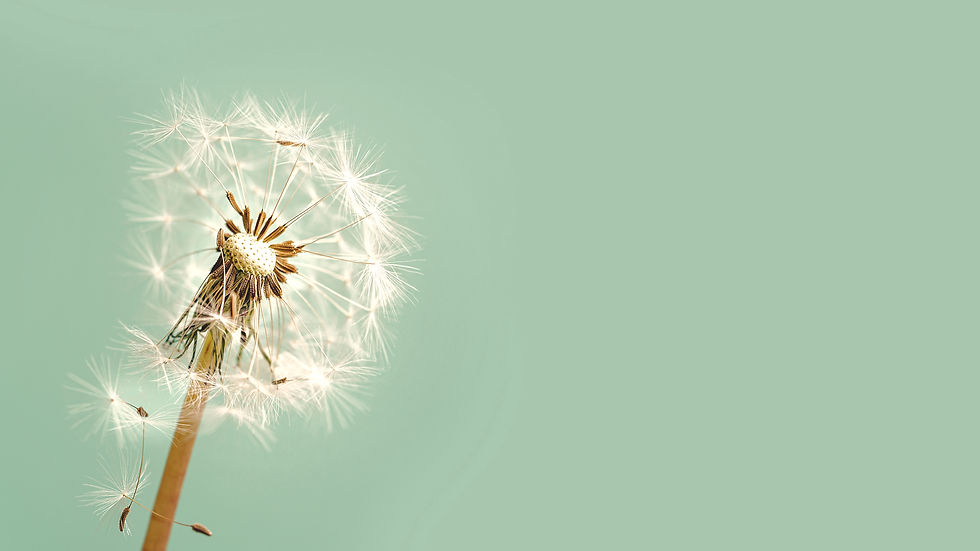macro-dandelion-at-blue-background-freedom-to-wis-2026-03-19-10-40-51-utc.jpg