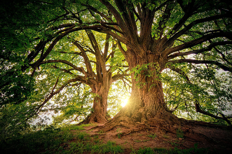 trees-3822149_1920.jpg